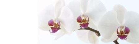 acupuncture for pain